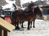 Chevaux à Avoriaz